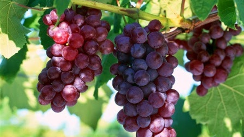 Göygöldə üzüm yığımı davam edir