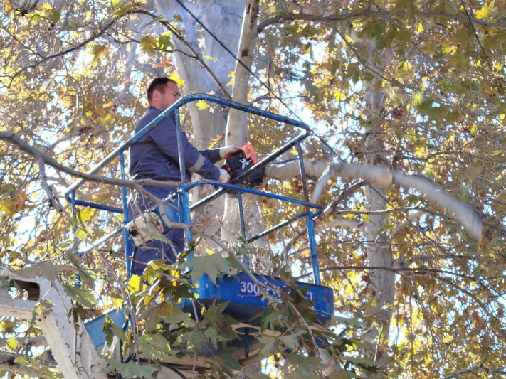 Gəncədə mövsümü budanma işləri həyata keçirilir