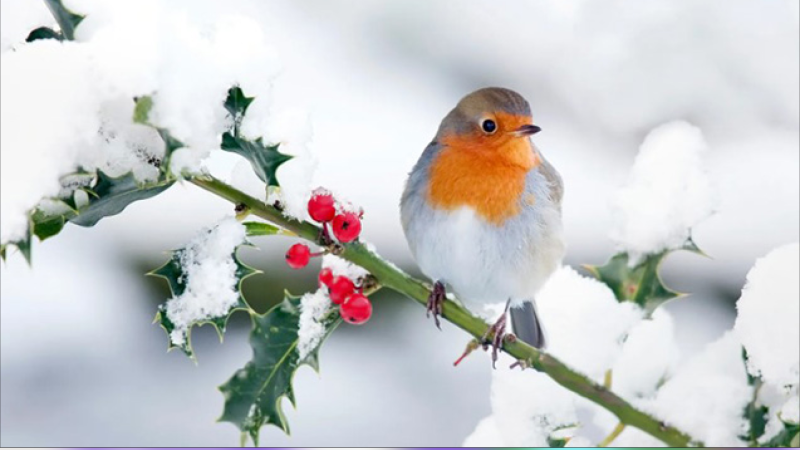 Qar yağacaq, duman olacaq - PROQNOZ