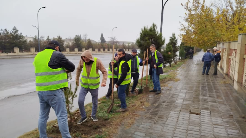 Gəncədə növbəti yaşıllaşdırma aksiyası keçirilib