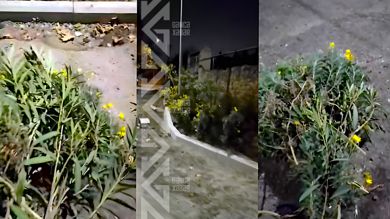 Gəncə sakini dekorativ kollara ziyan vurub - VİDEO