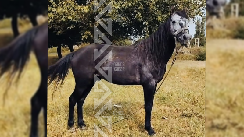 Vətəndaşın atı itdi, sahibi üsyan etdi - VİDEO