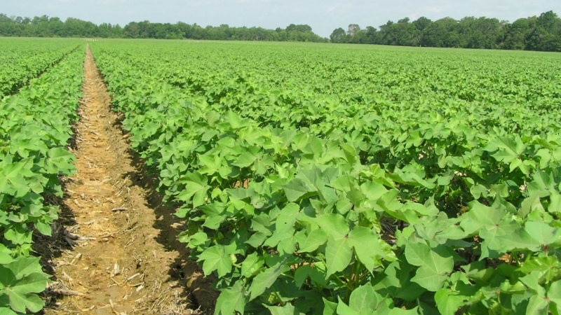 Pambıq yetişdirənlərə 210 manat subsidiya veriləcək