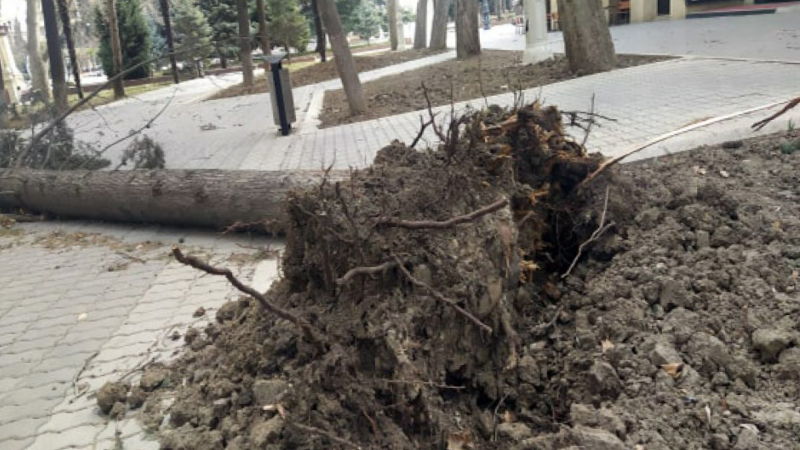 Gəncədə GÜCLÜ KÜLƏK əsəcək