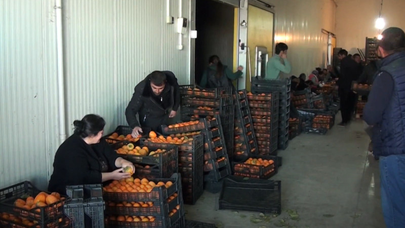 Tovuzlu fermerlərdən şikayət: Qiymətlər artıb