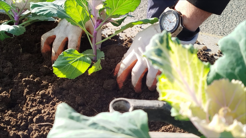 Gəncədə iqlim şəraitinə uyğun güllər əkilir - FOTO