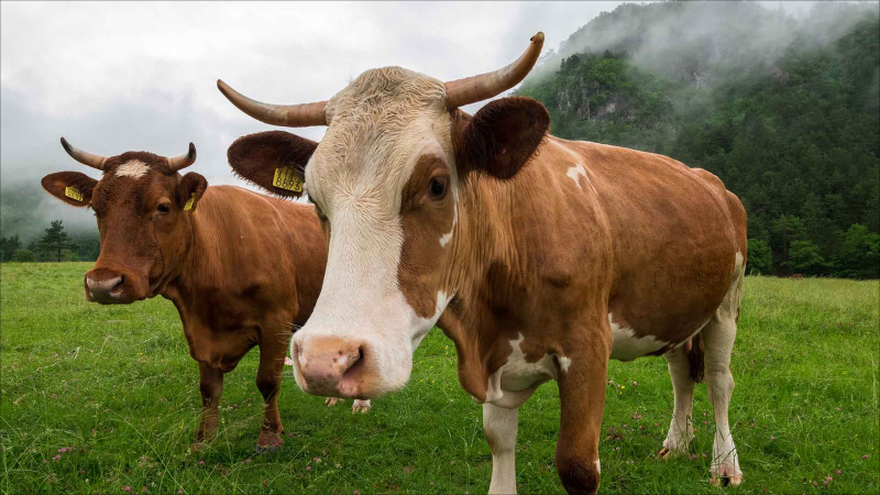 Kənd təsərrüfatı heyvanlarının sığorta tarifləri azaldılıb