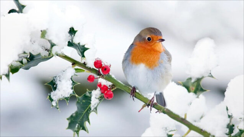 Qar yağacaq, duman olacaq - Şənbənin HAVASI