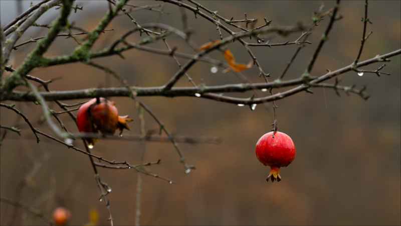 Bəzi ərazilərə yağış və qar yağır - FAKTİKİ HAVA