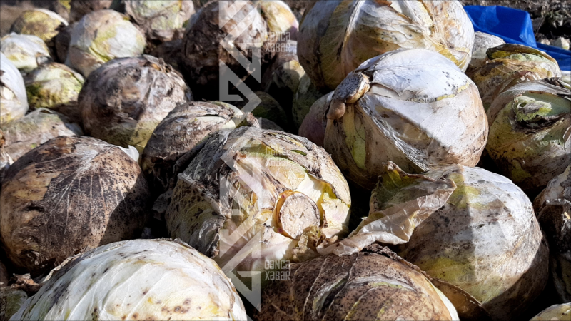 Fermerlər kələmin məhsuldarlığından şikayətçidir