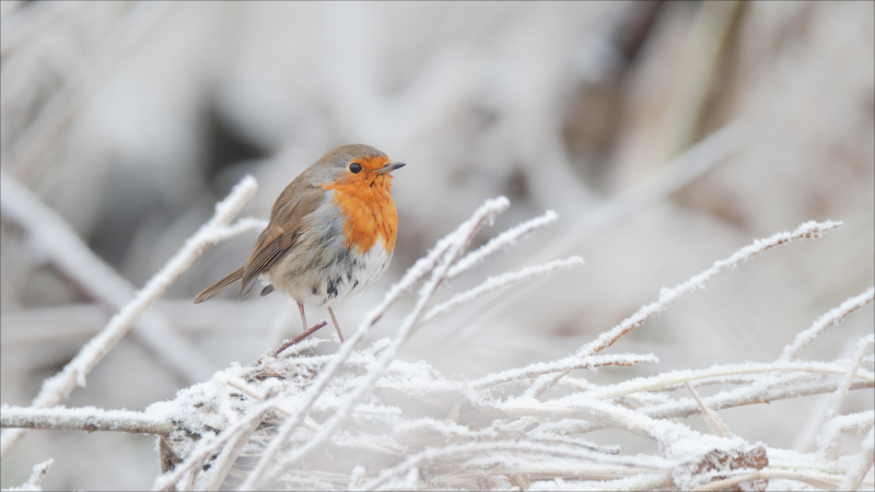 İlin son günü hava necə olacaq?