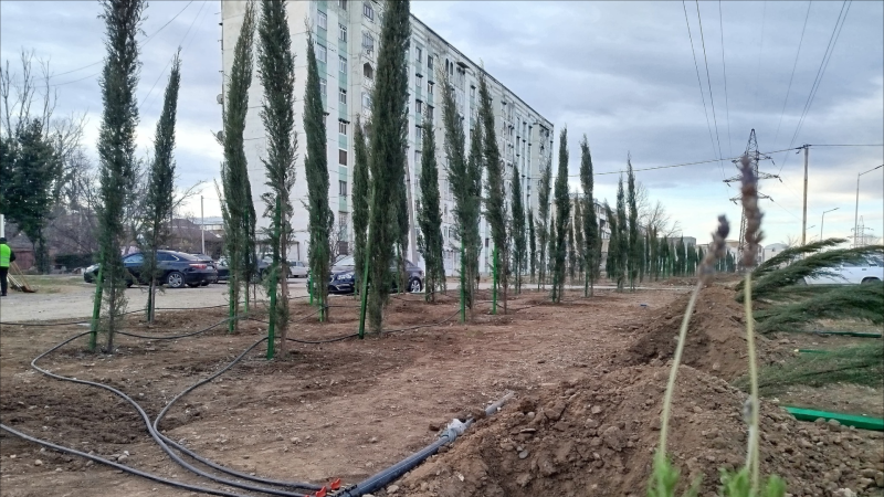 Gəncədə son ağacəkmə aksiyası keçirilib