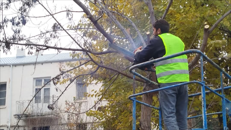 Gəncədə təhlükəli ağaclar budandı