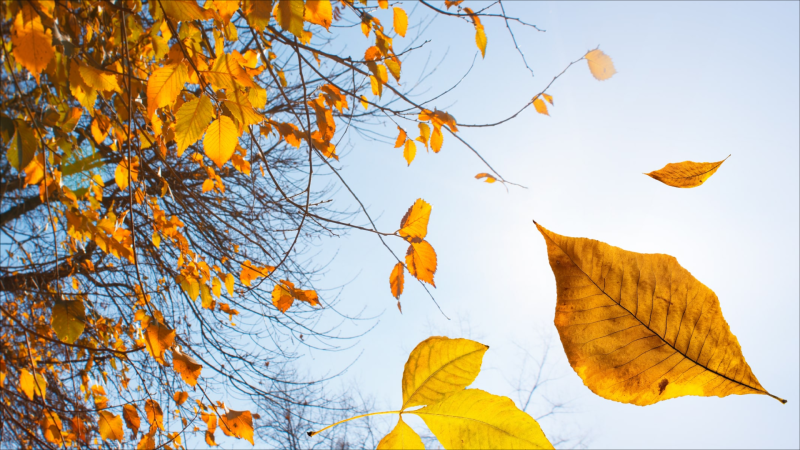 Sabah hava necə olacaq?