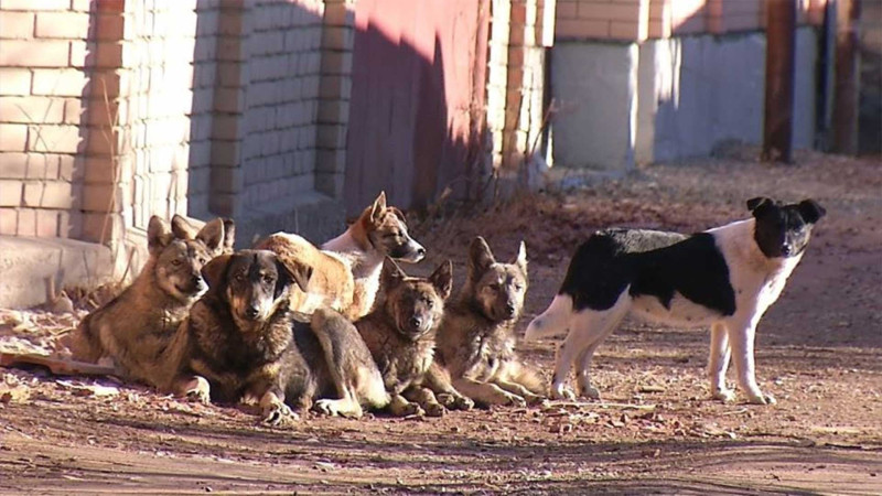 Gəncədə sahibsiz itlər 19 gündə 82 NƏFƏRİ DİŞLƏDİ - VİDEO