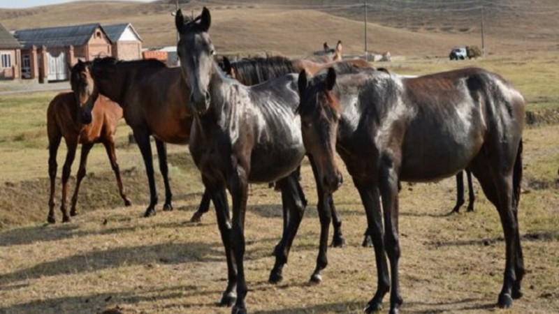 At almağa getmişdi, 15 yaşlı qızı qaçırdı