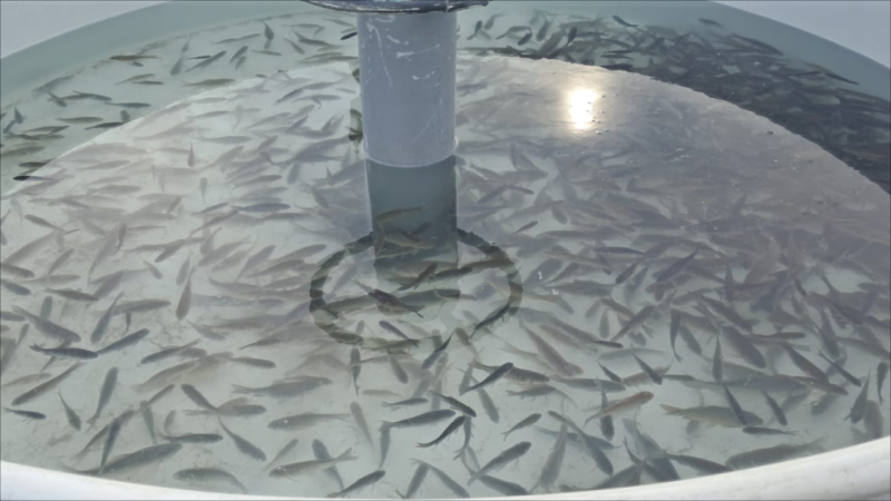 Kür çayına balıq körpələri buraxılıb - FOTO