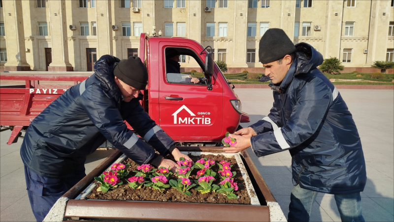 Gəncədə iqlim şəraitinə uyğun mövsümü güllər əkilib - FOTO