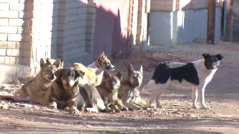 Hər gün 5 gəncəlini it dişləyir - Gəncənin hürən problemi - VİDEO
