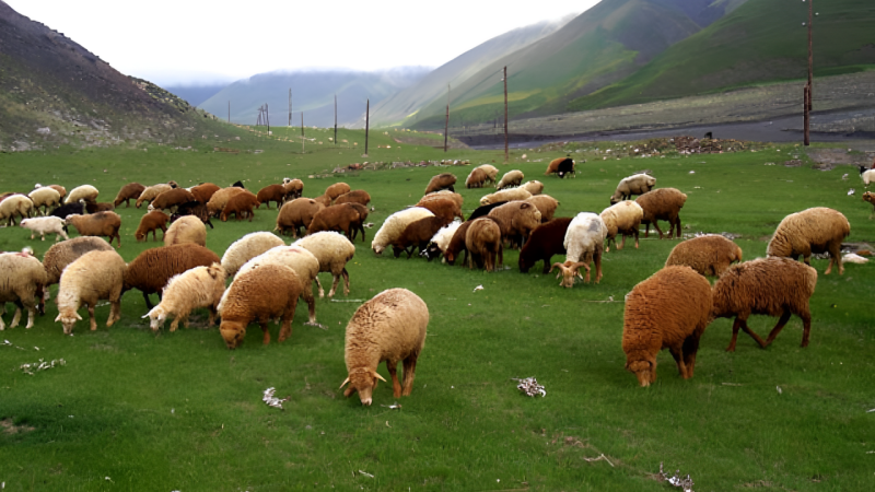 Oğurluqda şübhəli bilinənlər saxlanılıb