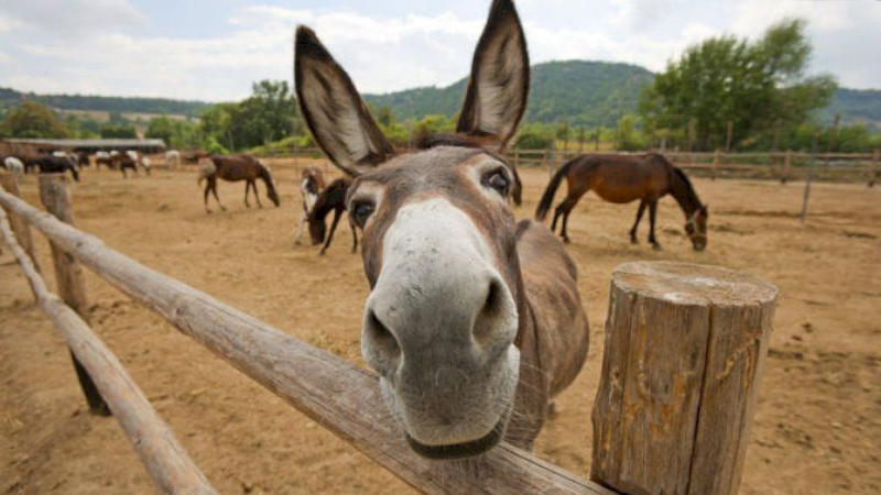 Eşşəyi anqırdı, özü isə qonşusunu döydü - MƏHKƏMƏNİN QƏRARI