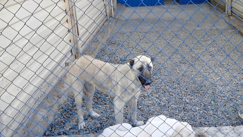 Gəncə MKTİB: “Sığınacağın büdcəsi ianə hesabına formalaşdırılmalıdır”