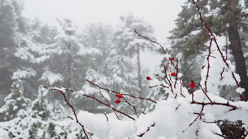 Bu gündən Azərbaycanda kiçik çillə başladı