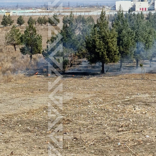 Gəncədə şam ağaclarının sıx olduğu sahədə yanğın başlayıb - FOTO