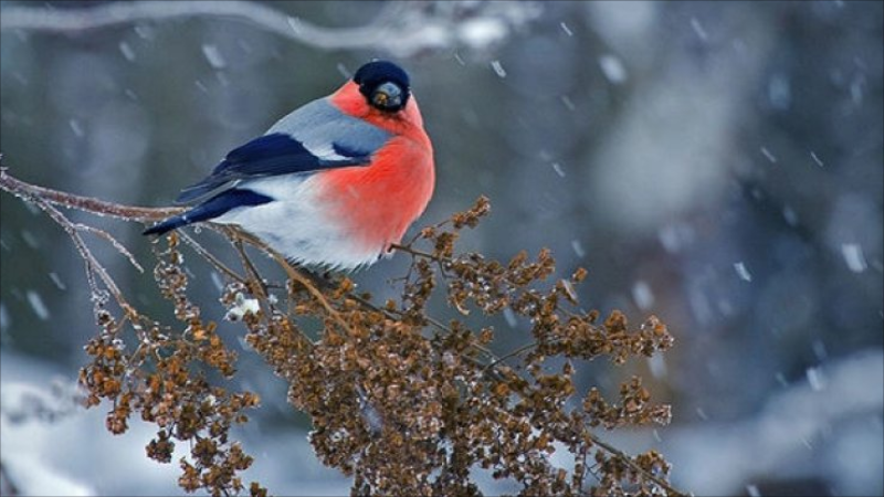 Qar yağacaq, yollar buz bağlayacaq - PROQNOZ