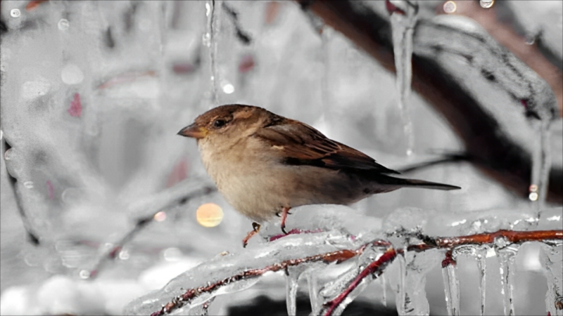 Dağlıq rayonlarda 12 dərəcə şaxta var - FAKTİKİ HAVA