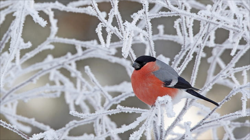 Sabah dağlıq ərazilərdə qar yağacaq - PROQNOZ