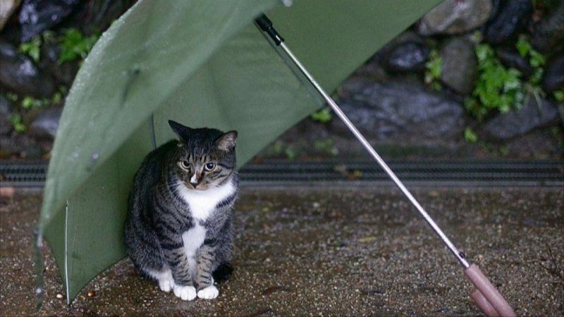 Bəzi yerlərdə hava arabir yağıntılı olub