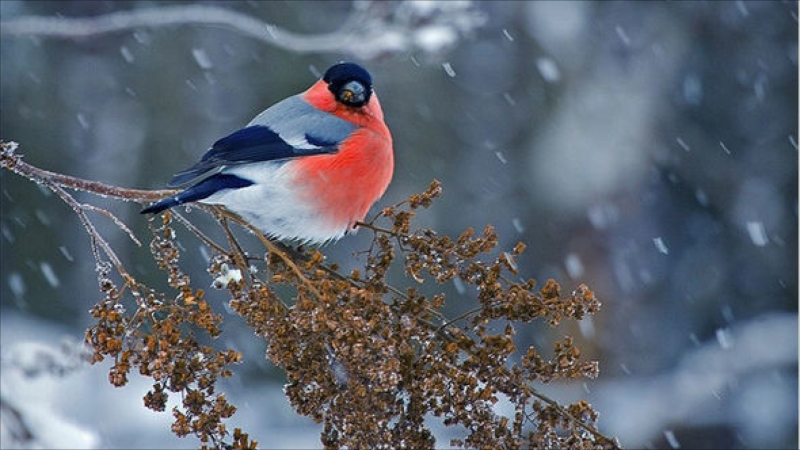 Sabah hava necə olacaq? - PROQNOZ