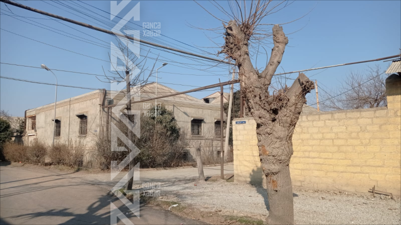 Gəncənin bu küçəsində ağaclar məhv olur - FOTO/VİDEO