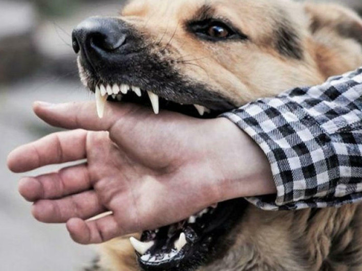 Gəncədə yaşlı kişini it parçaladı