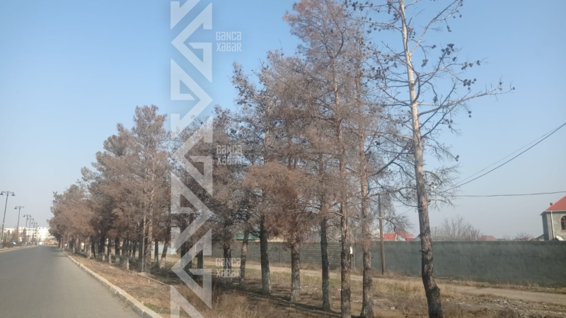 Gəncədə ağcların quruması ilə bağlı şikayətlər var