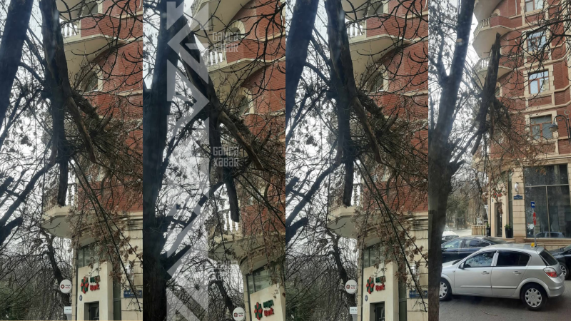 Gəncədə ağacın iri budağı təhlükə saçır