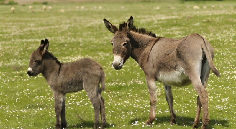 Göygöldə qəribə hadisə: Uzunqulağın otlaması qonşuları məhkəməlik etdi