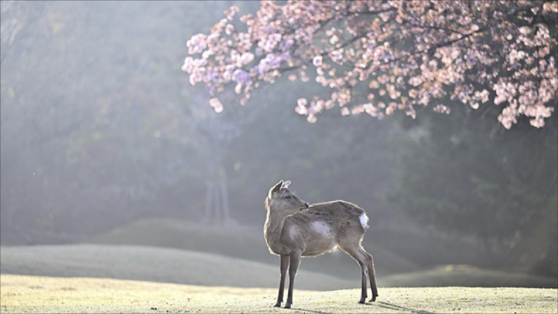 Duman olacaq, külək əsəcək - PROQNOZ