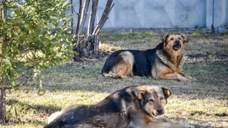 Yeniyetmə sahibsiz itin hücumuna məruz qalıb