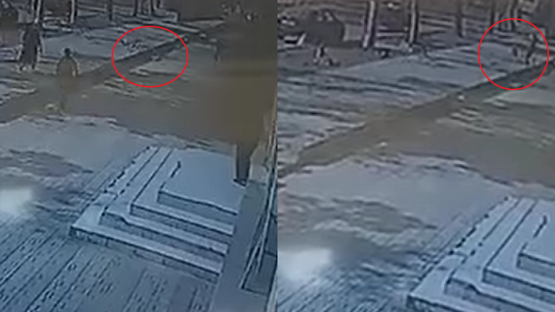 Gəncədə itlər qadına hücum edib - VIDEO