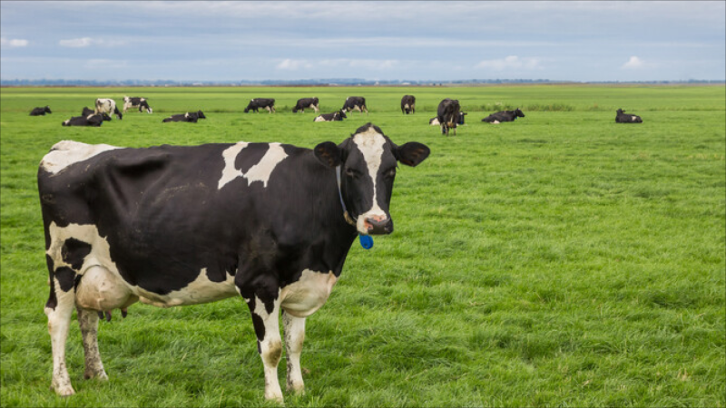Qatar inəyi vurdu - fermer səkkiz min CƏRİMƏLƏNDİ