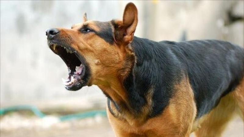 Küçə itinin dişlədiyi yeniyetmə evə buraxılıb- YENİLƏNİB