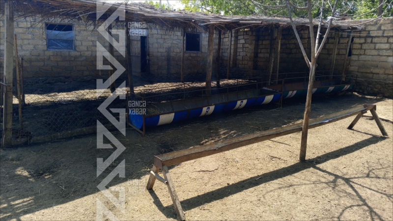 Bir gecədə 150-dən çox qoyun oğurlandı