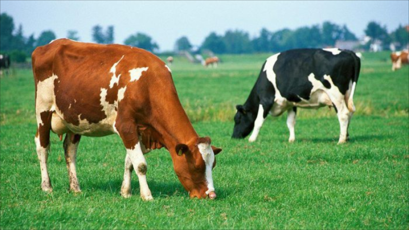 İribuynuzlu heyvanları oğurlayanlar saxlanılıb