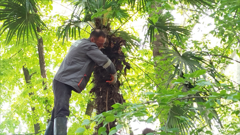 Gəncədə güllər əkilib, ağaclar budanıb - FOTO