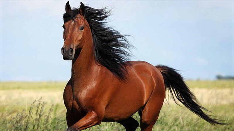 Üç ata görə 2 il həbs