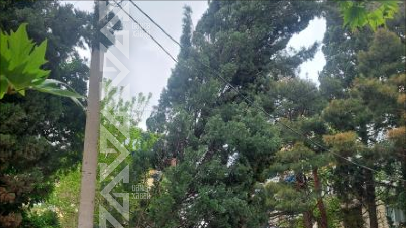 Gəncədə təhlükə saçan ağacla bağlı müraciətlər cavabsız qalır - ŞİKAYƏT + FOTO