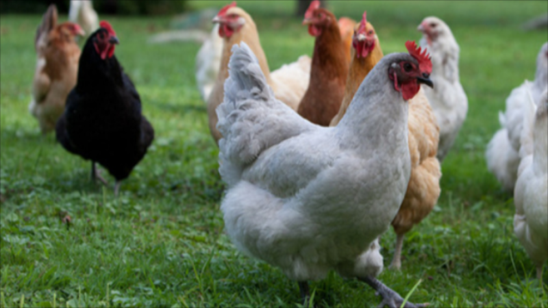 Yevlaxda tövlə yandı, 50-yə yaxın toyuq tələf oldu