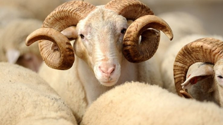 Qurbanlıq heyvanların satışı məntəqələrinin SİYAHISI